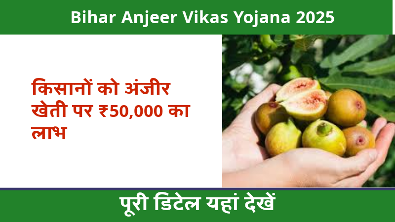 Bihar Anjeer Vikas Yojana 2025: किसानों को अंजीर खेती पर ₹50,000 का लाभ, पूरी डिटेल यहां देखें