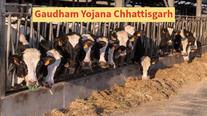 Gaudham Yojana Chhattisgarh